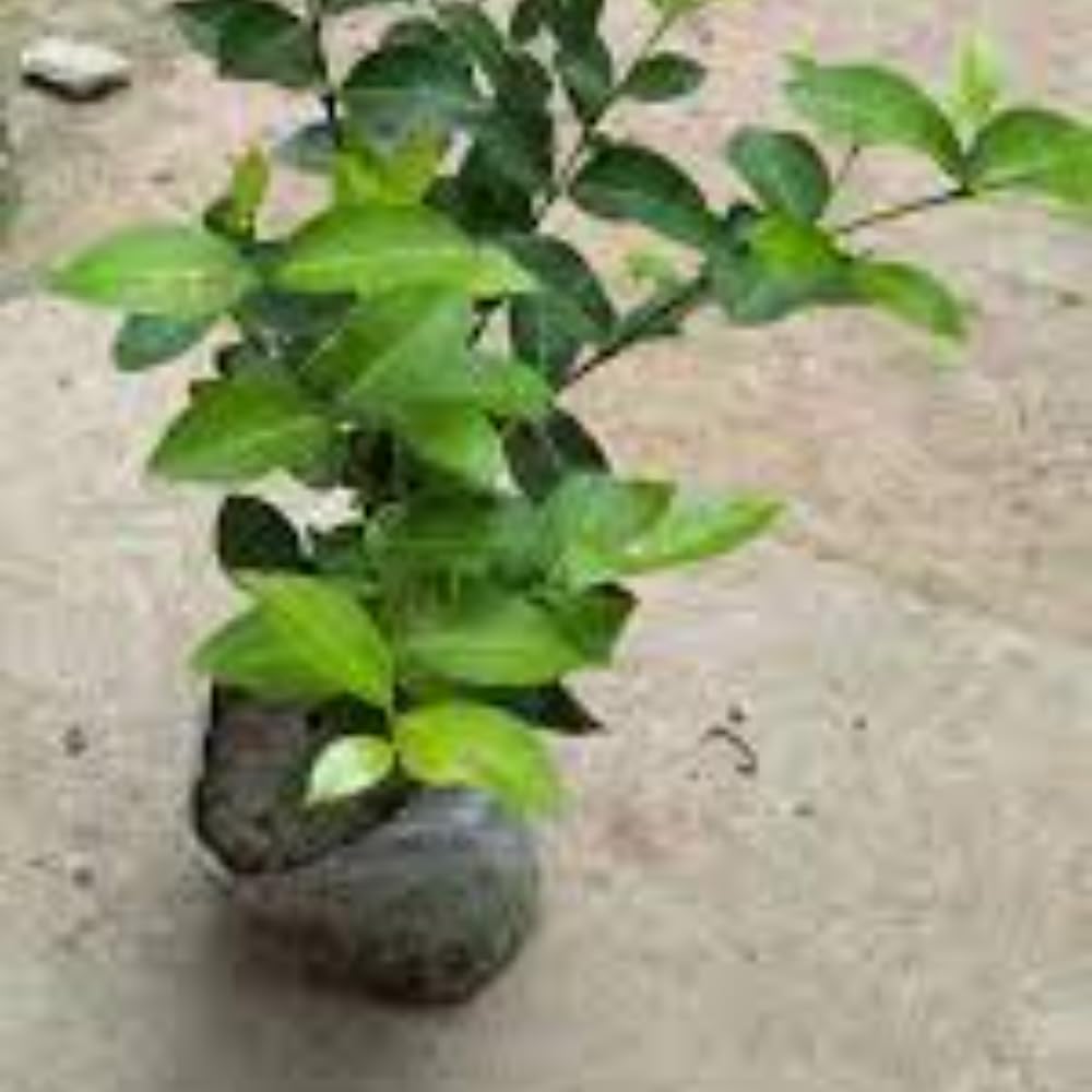 Cherry Fruit | Red Cherry Plant