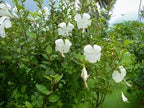 White Hibiscus Flower | White Hibiscus Plant