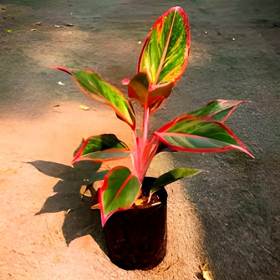 Red Lipstick Plant | Aglaonema Siam Plant