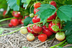 Red Strawberry Fruit | Strawberry Plant