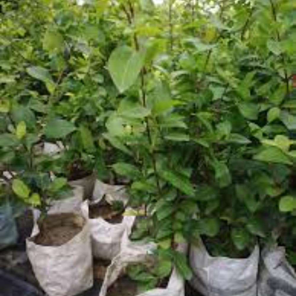 Cherry Fruit | Red Cherry Plant