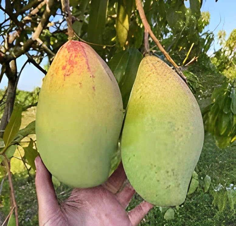 Chandrakaran Mango Fruit | Chandrakaran Mango Plant