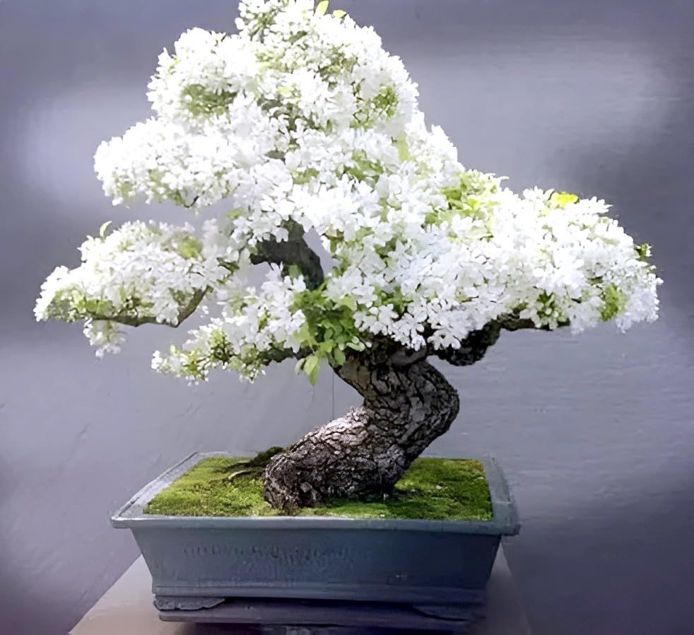 Bonsai White Bluebell Flower | Vietnamese White Bluebell Flower Plant