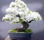 Bonsai White Bluebell Flower | Vietnamese White Bluebell Flower Plant