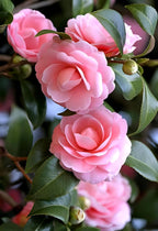 Pink Camellia Flower | Pink Camellia Plant