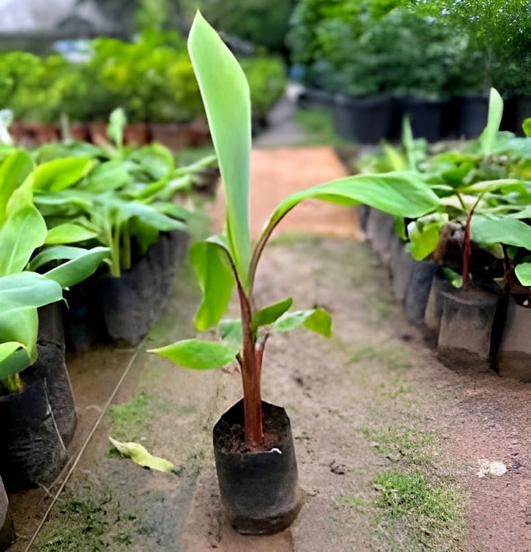 Banana Fruit | Banana Plant