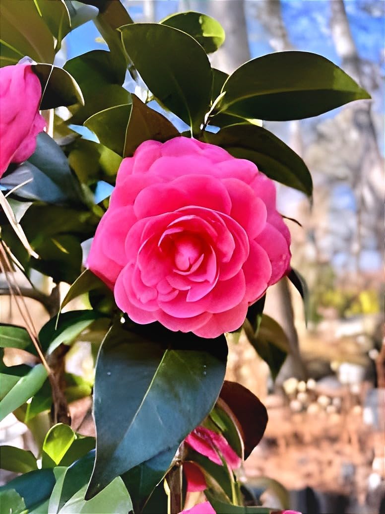 Pink Camellia Flower | Pink Camellia Plant