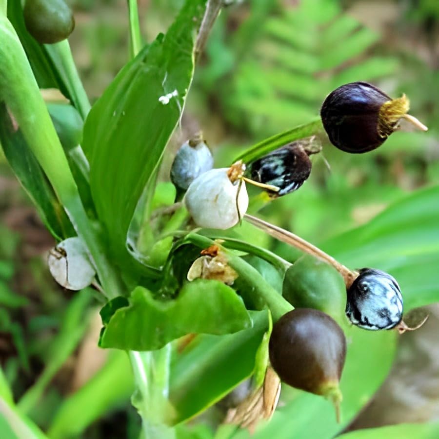 Vaijayanti Mala |  Vaijayanti Mala Plant