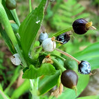 Vaijayanti Mala |  Vaijayanti Mala Plant