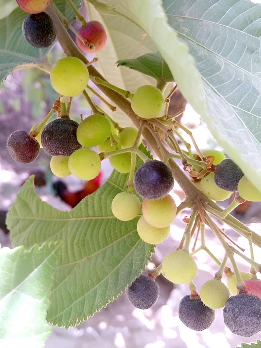 Thai Phalsa Fruit | Thai Phalsa Plant