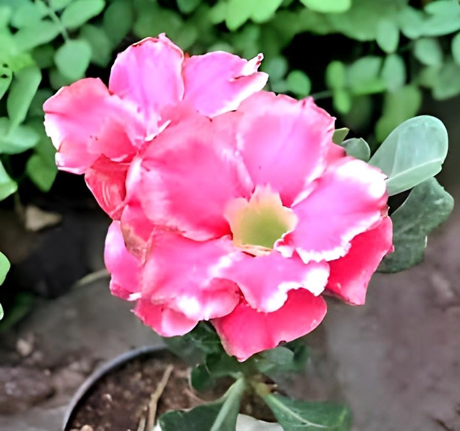 Pink Bonsai Flowers | Adenium Plant