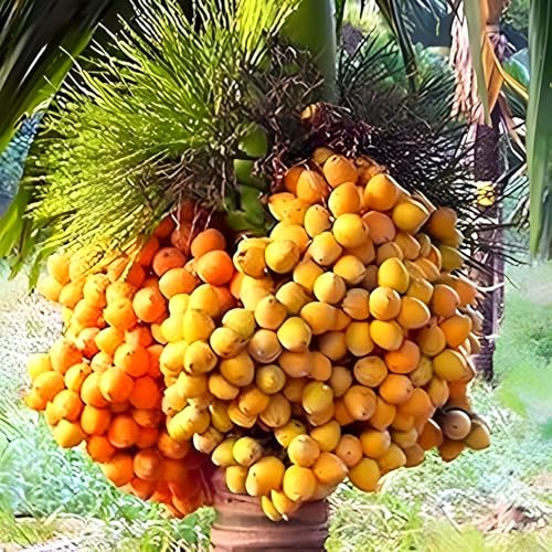 Assam Supari Plant | Areca Nut Plant