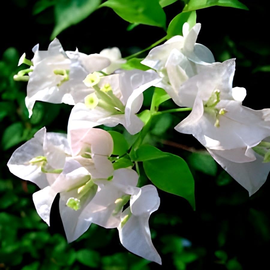 White Bougainvillea Flower | White Bougainvillea Plant