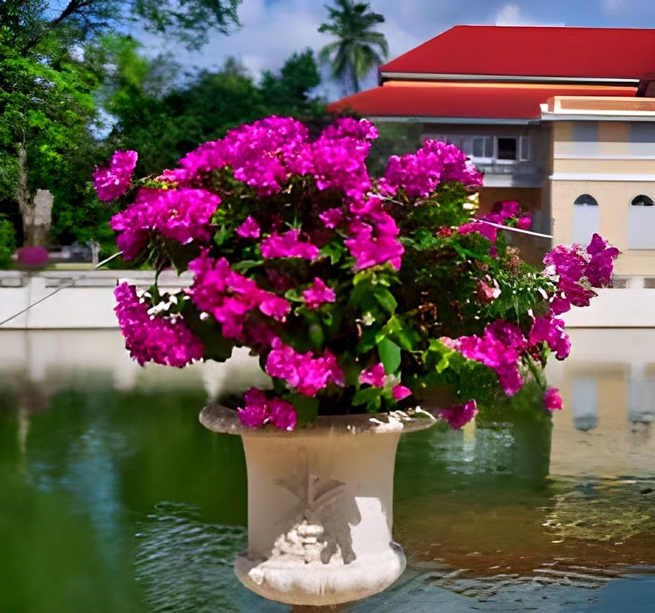Pink Bougainvillea Flower | Pink Bougainvillea Plant