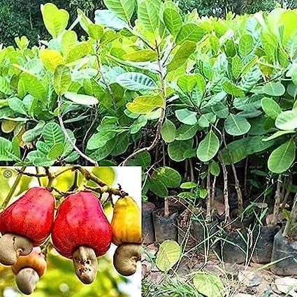 Cashew Apple | Cashew Nut Plant