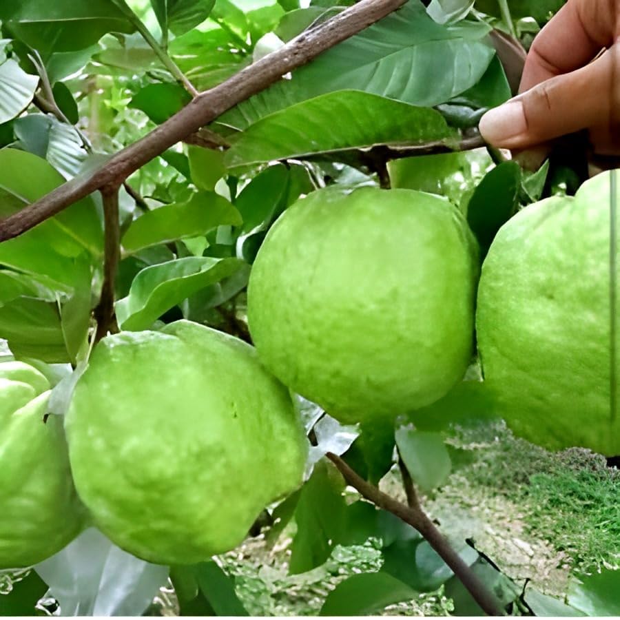 Thailand Guava Fruit | Thailand Guava Plant