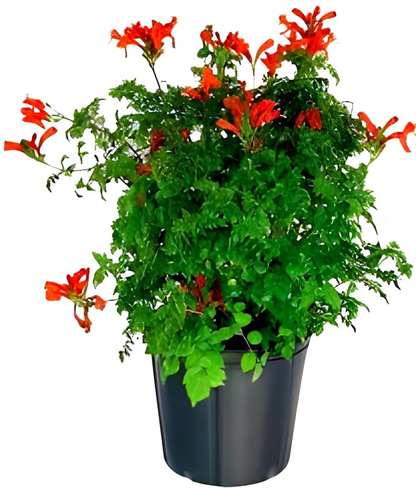 Red Tecome Flower | Red Tecome Plant