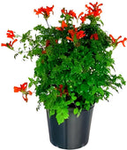 Red Tecome Flower | Red Tecome Plant