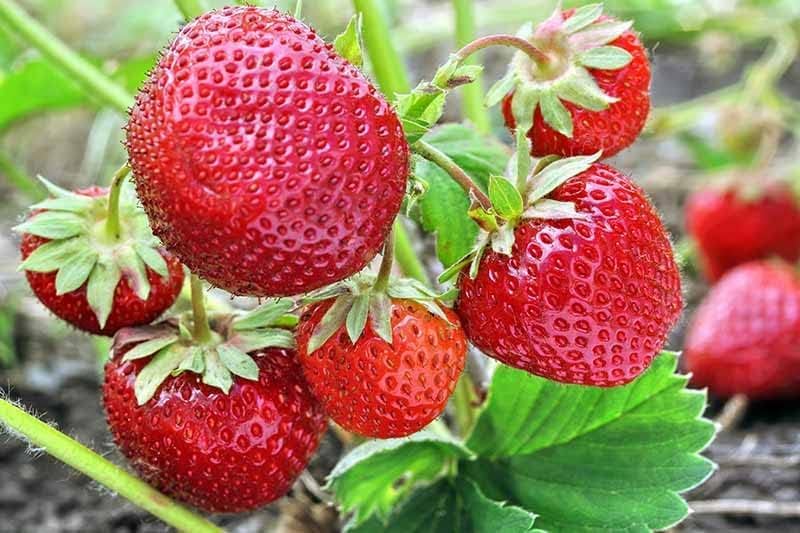 Red Strawberry Fruit | Strawberry Plant