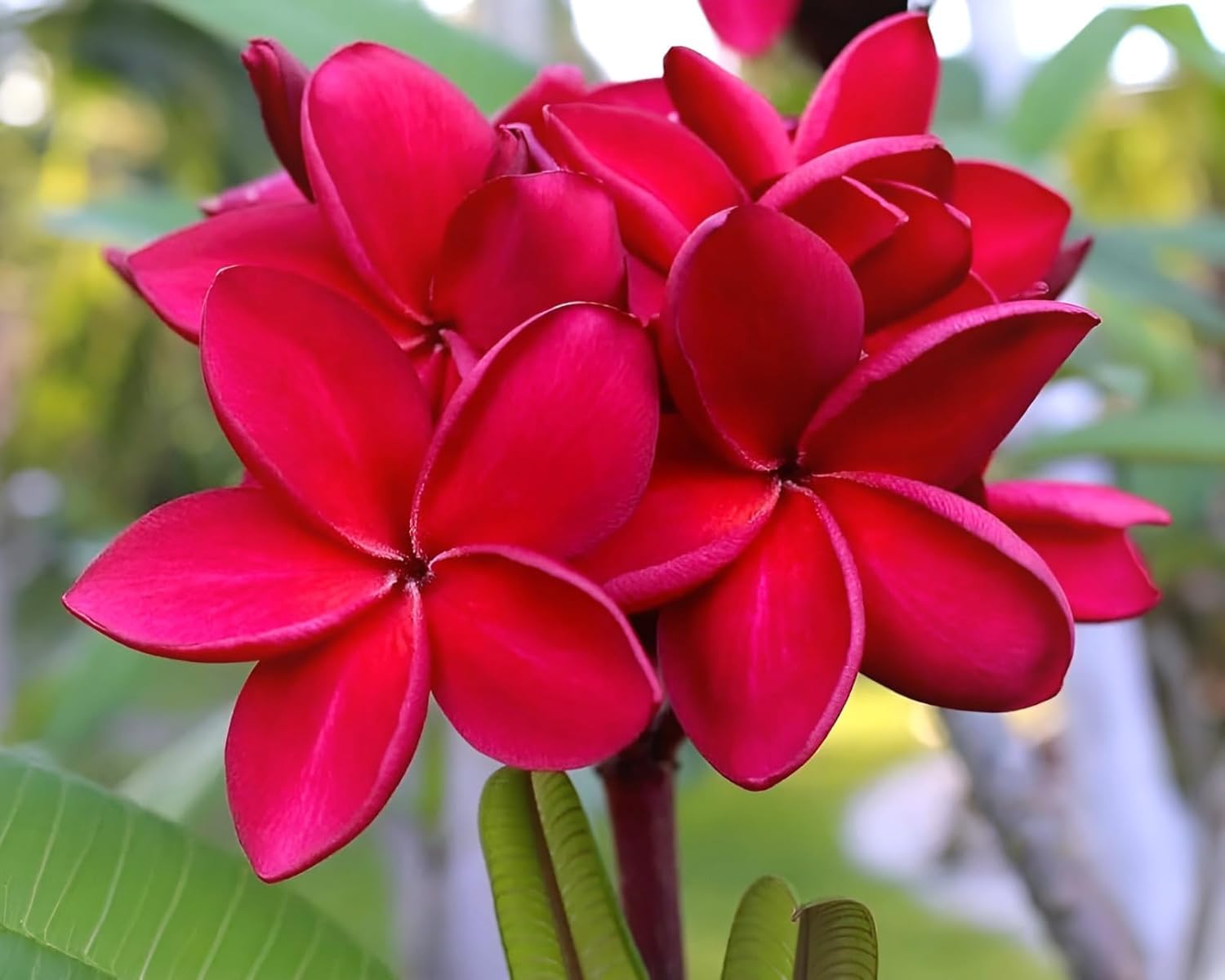 Red Plumeria Flower | Red Plumeria Plant