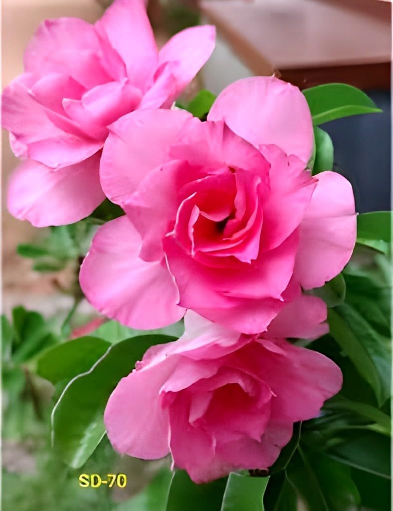 Pink Bonsai Flowers | Adenium Plant