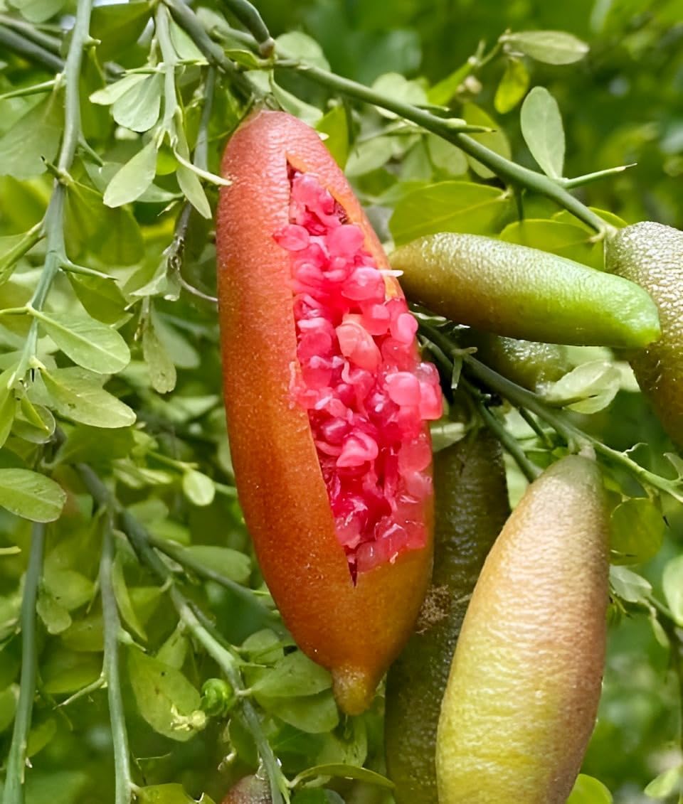 Australian Citrus Fruit | Red Finger Lemon Plant