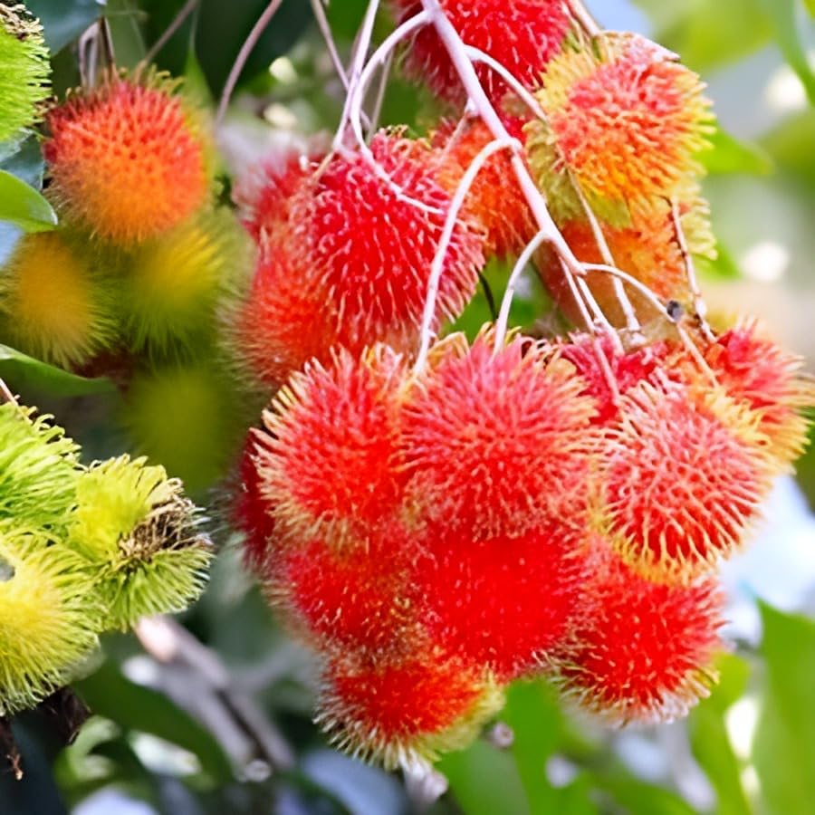 Red Rambutan Tropical Fruit | Red Rambutan Tropical Plant