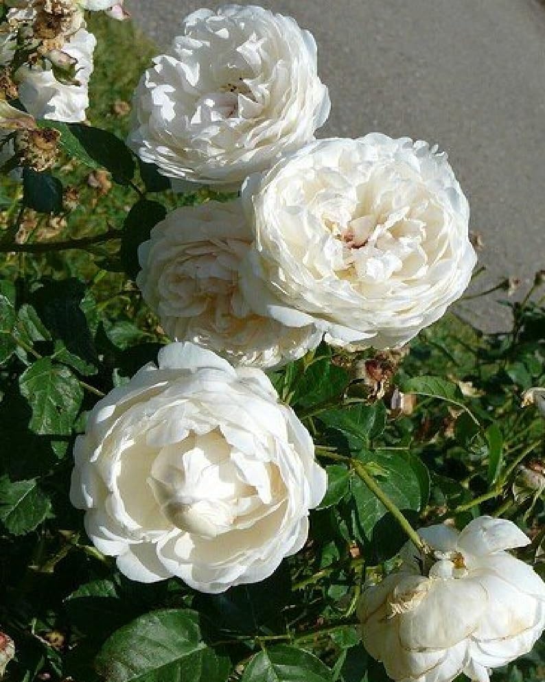 White Rose Flower | White Rose Plant