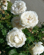 White Rose Flower | White Rose Plant