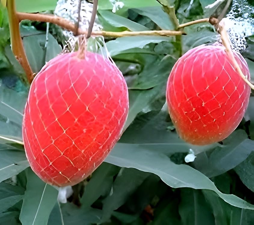 Miyazaki Mango Fruit | Miyazaki Mango Plant