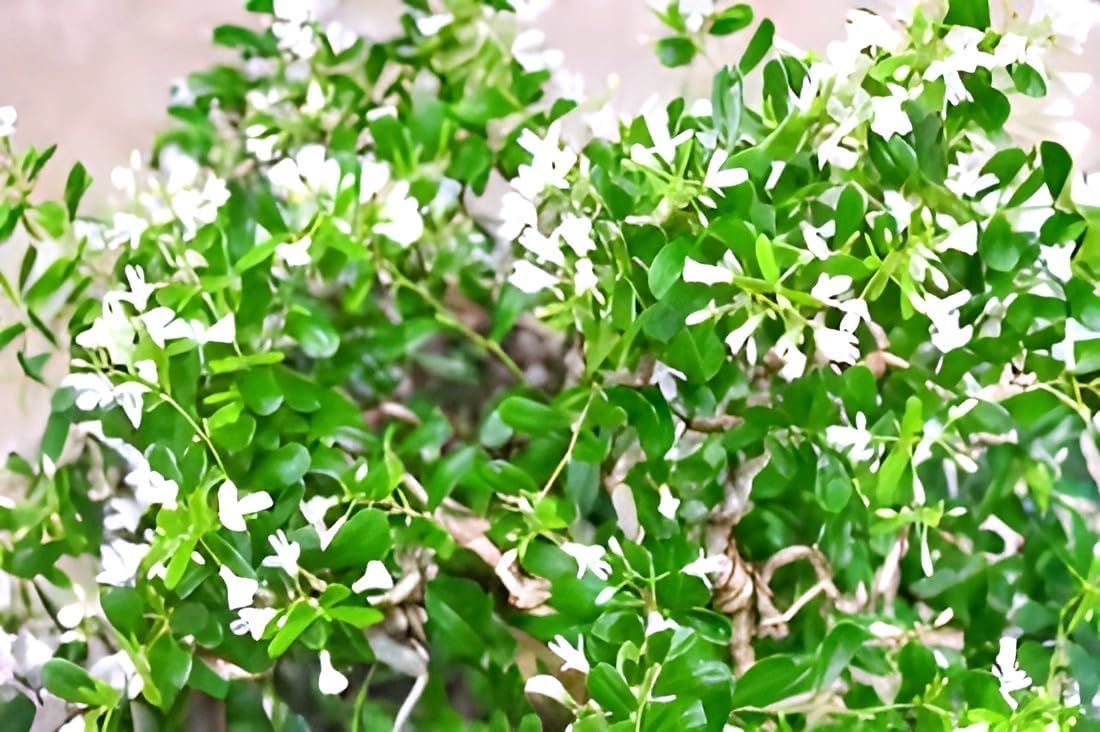 Bonsai White Bluebell Flower | Vietnamese White Bluebell Flower Plant