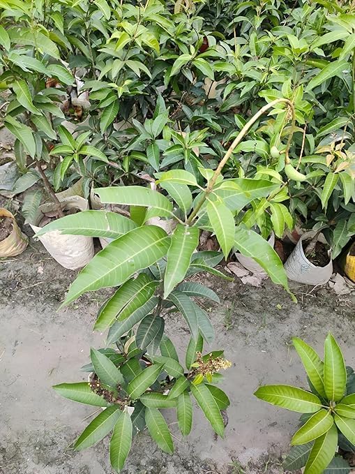 Alphonso Mango Fruit | Alphonso Mango Plant