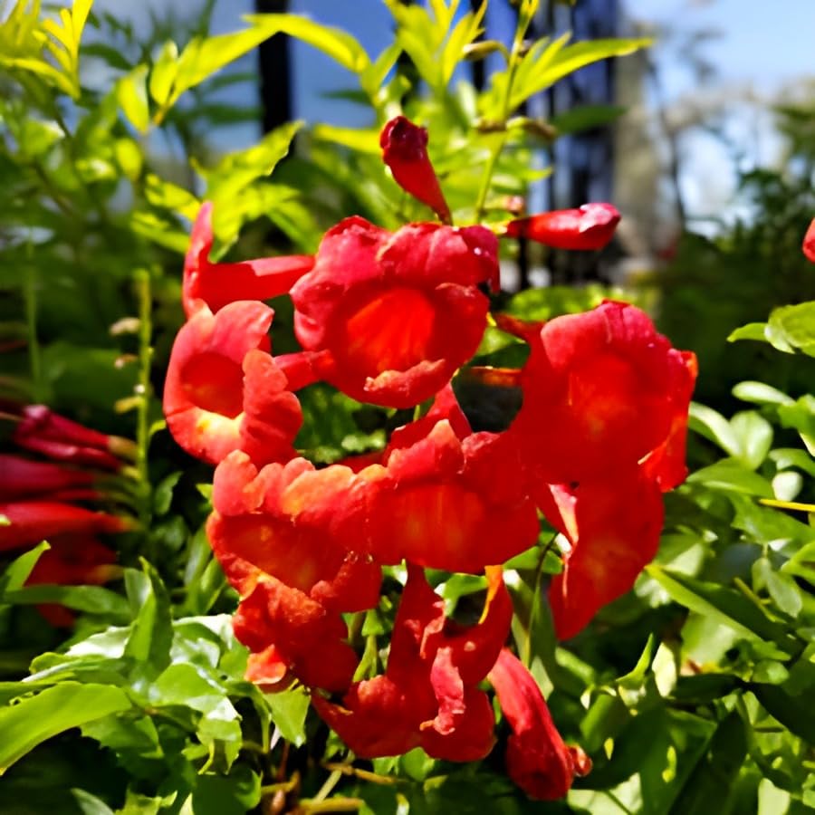 Red Tecome Flower | Red Tecome Plant