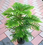 Christmas Tree | Araucaria Plant