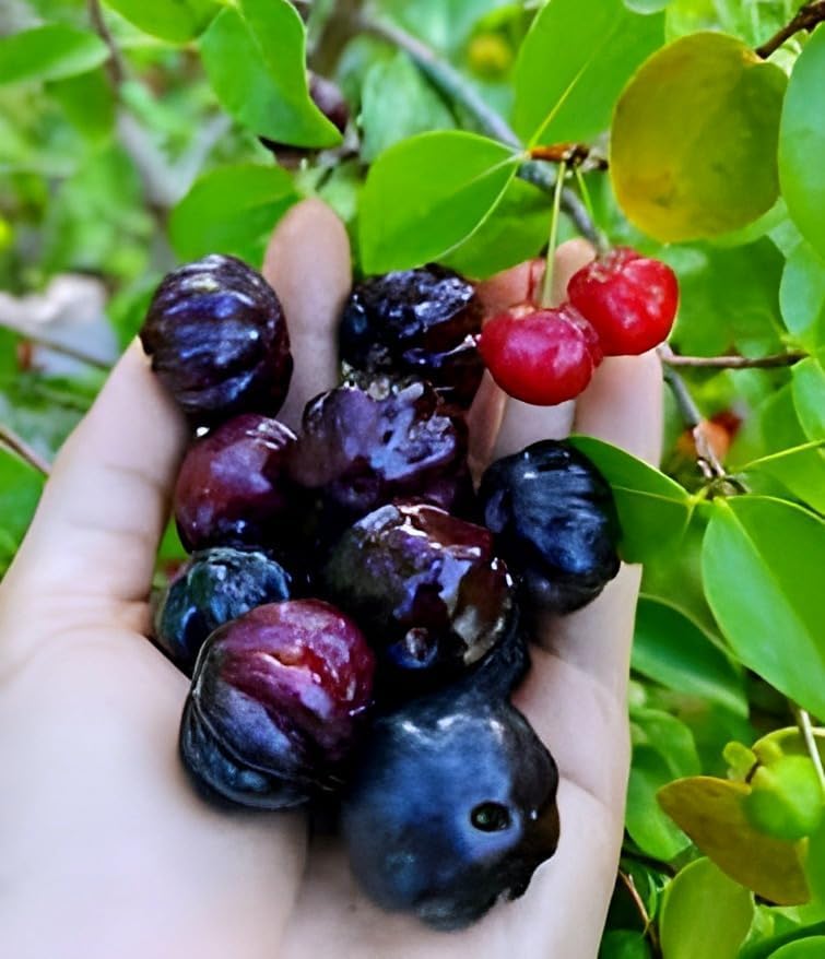Black Suriman Cherry Fruit | Black Suriman Cherry Plant