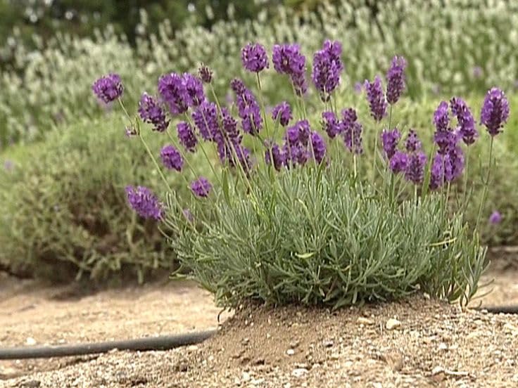 English Lavender Plant | Lavender Plant