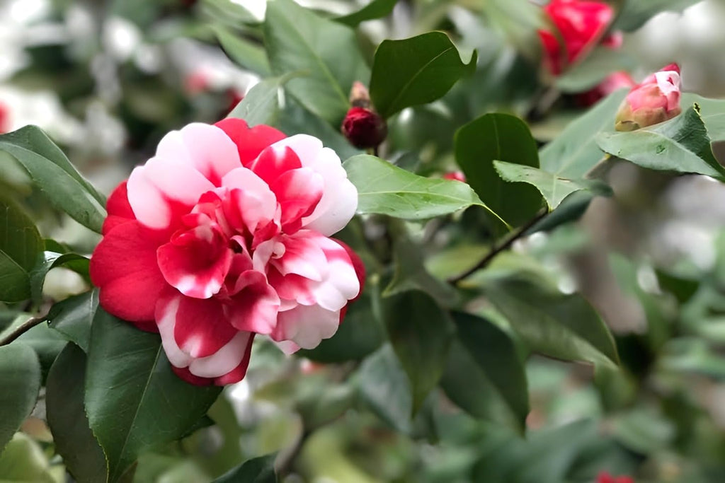 Camellia Flower | Camellia Plant