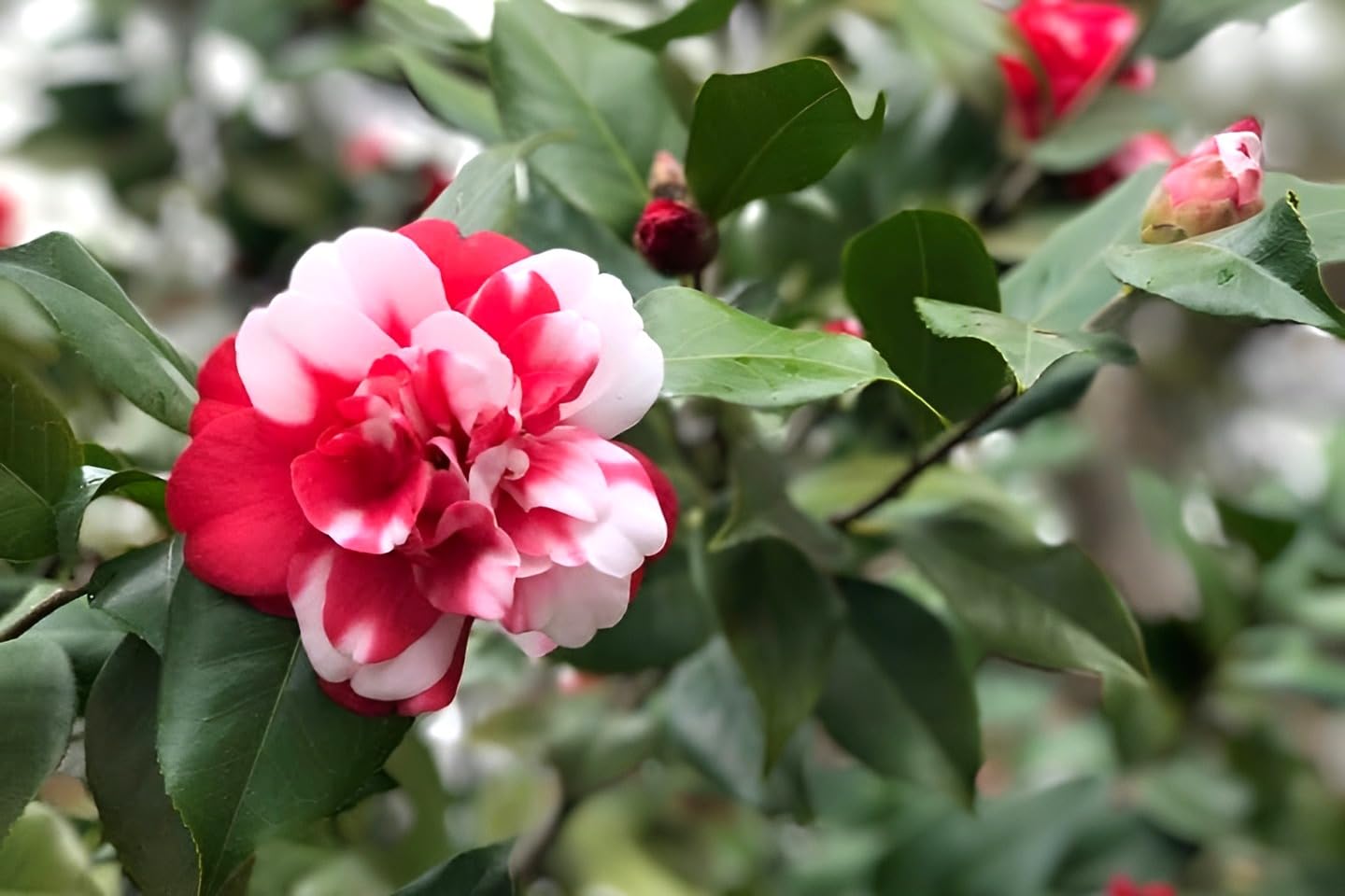 Camellia Flower | Camellia Plant