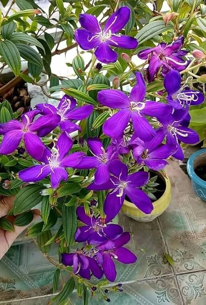 Begum Bahar Flower | Begum Bahar Plant