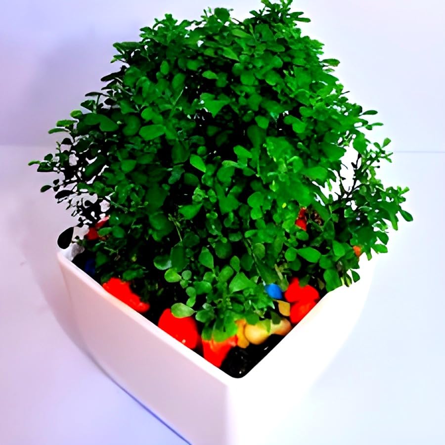 Dwarf Plant | Table Kamini Plant