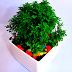 Dwarf Plant | Table Kamini Plant