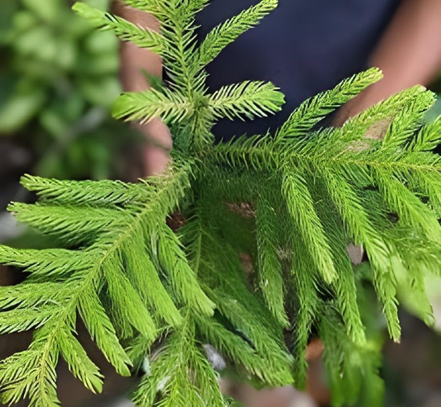 Christmas Tree | Araucaria Heterophylla Plant