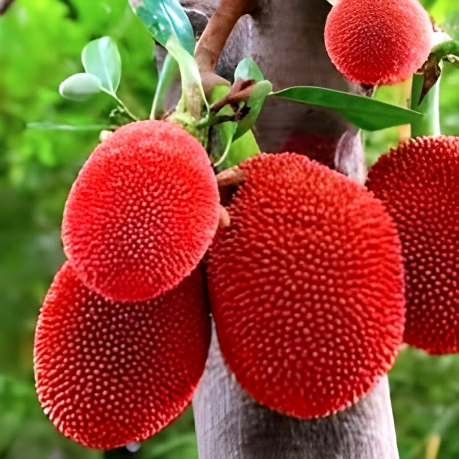 Vietnam Red Jackfruit | Red Jackfruit Plant