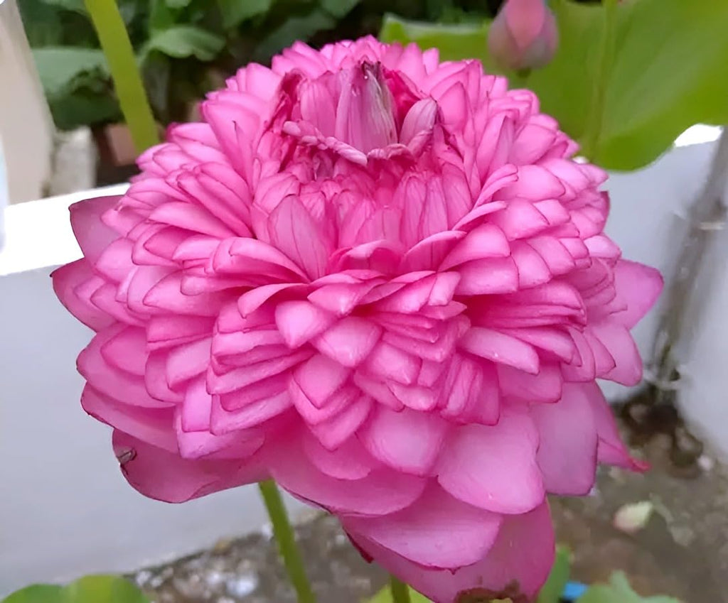 Big Hybrid Water Lily Plant