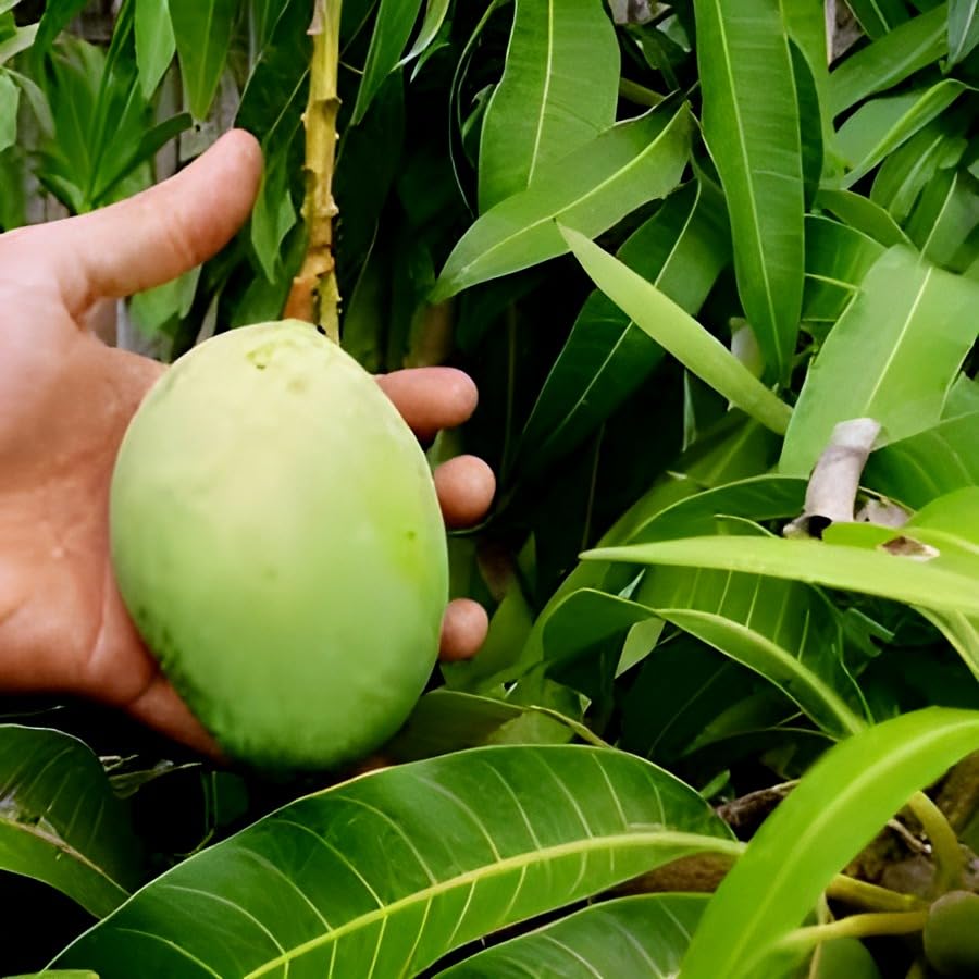 Chausha Mango Fruit | Chausha Mango Plant