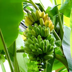 Banana Fruit | Banana Plant