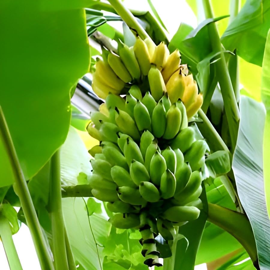 Banana Fruit | Banana Plant