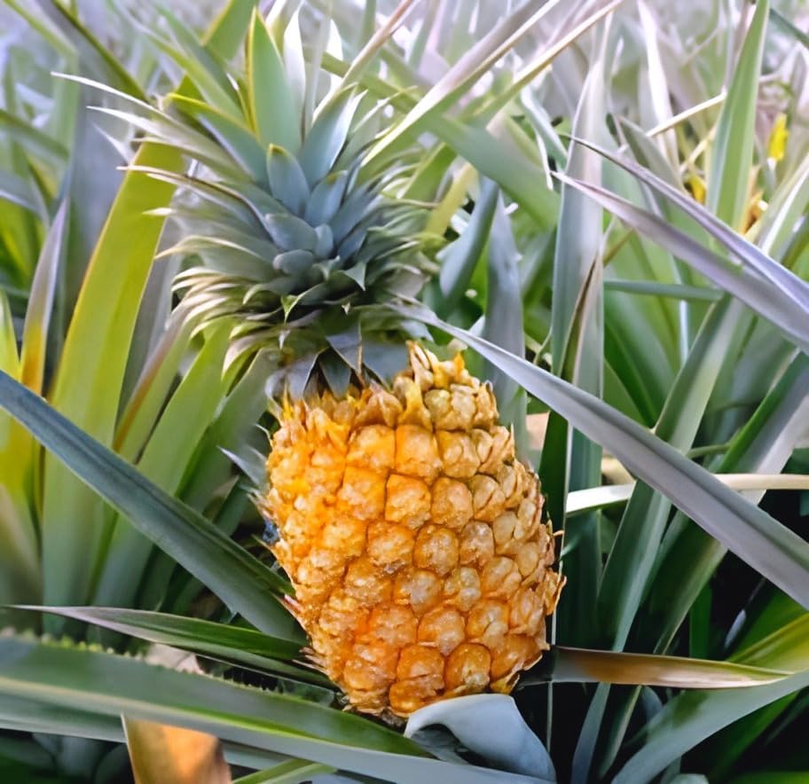 Pineapple Fruit | Pineapple Plant