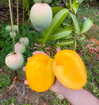 Suvarnarekha Mango Fruit | Suvarnarekha Mango Plant