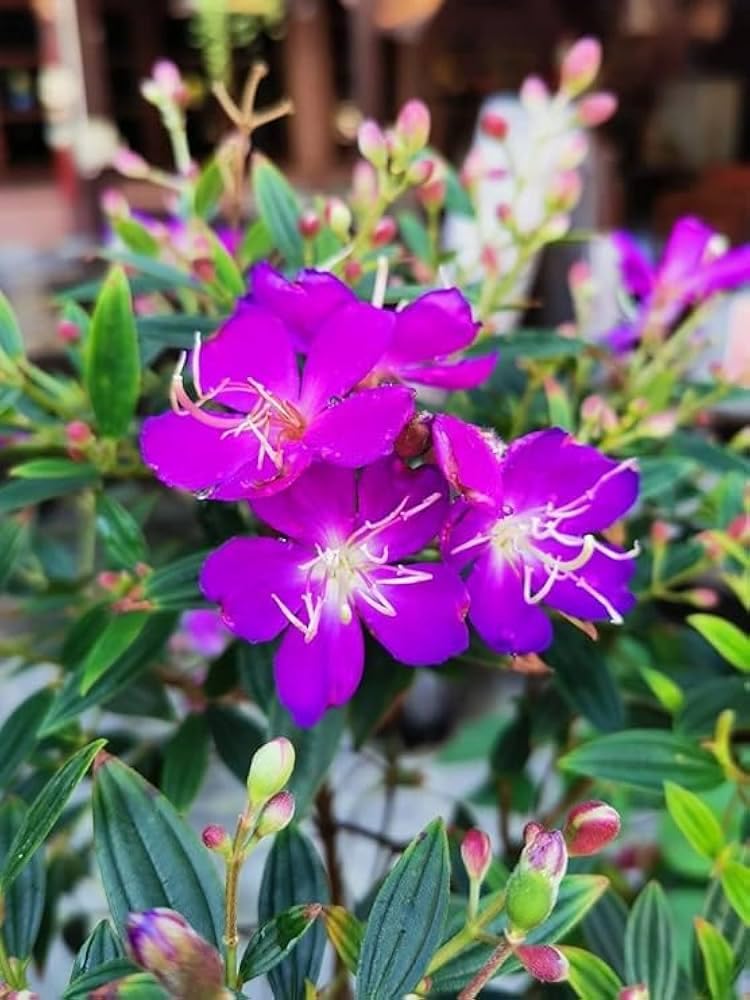 Begum Bahar Flower | Begum Bahar Plant